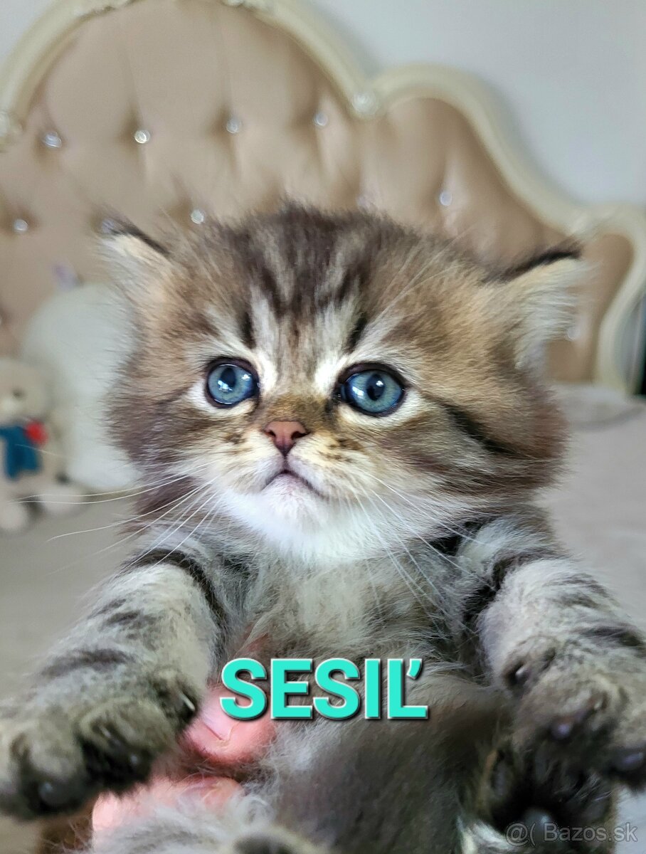 Škótske mačiatka s PP/F.TICA 9