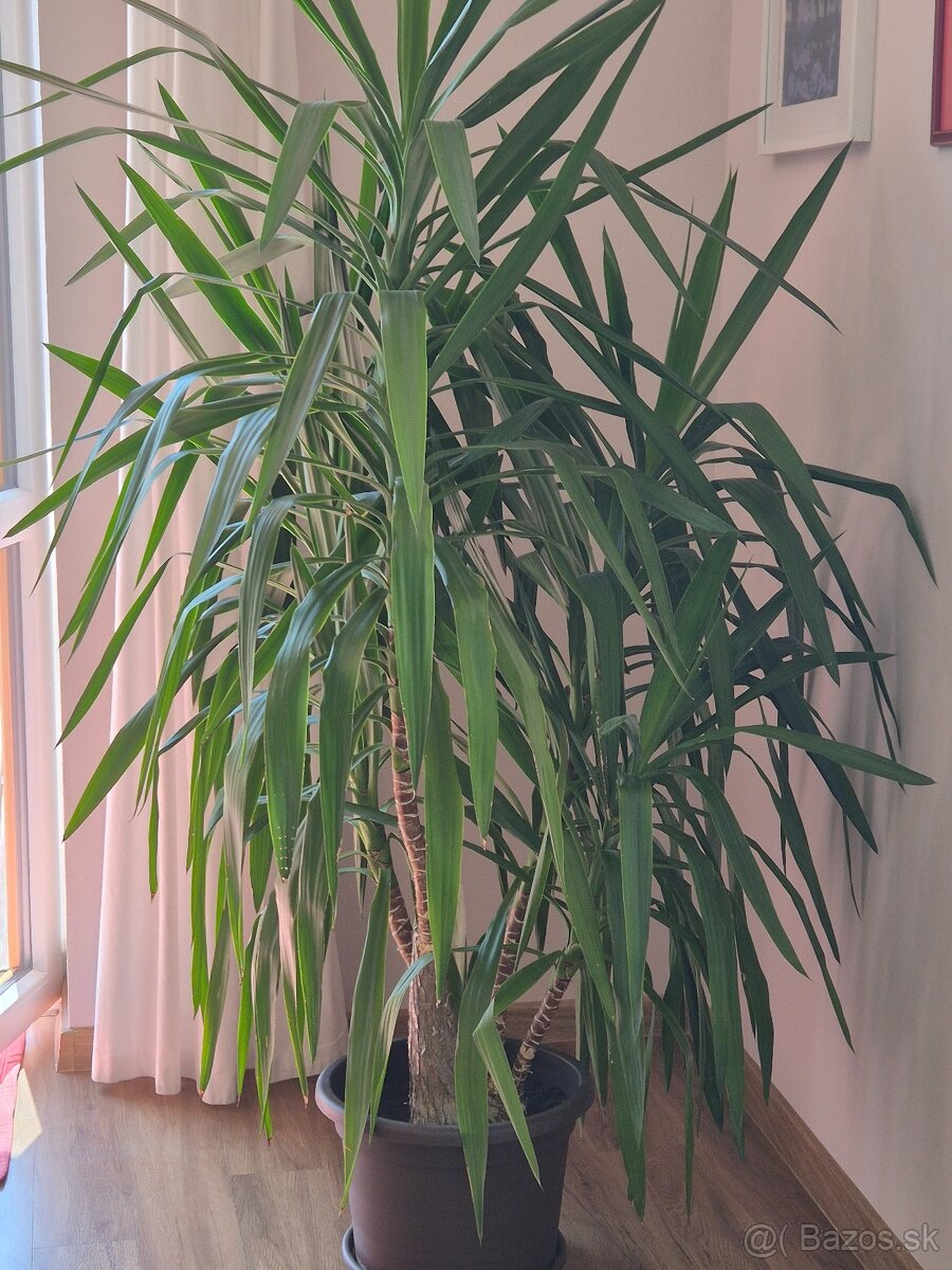 Predám 180cm juku