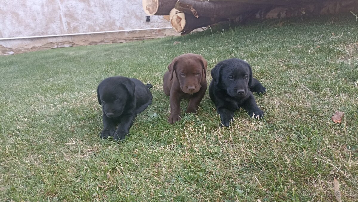 Labradorský retríver - šteniatka