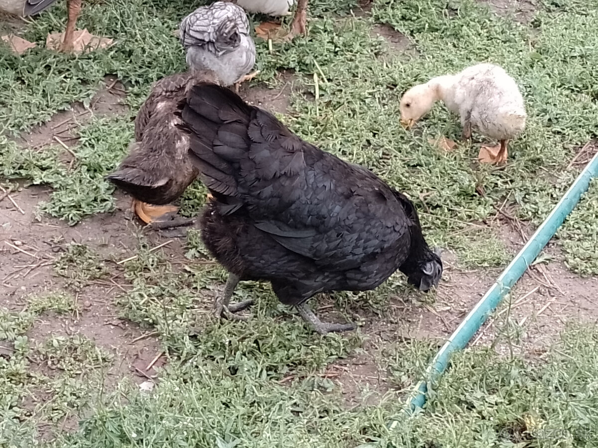 kohut ayam cemani