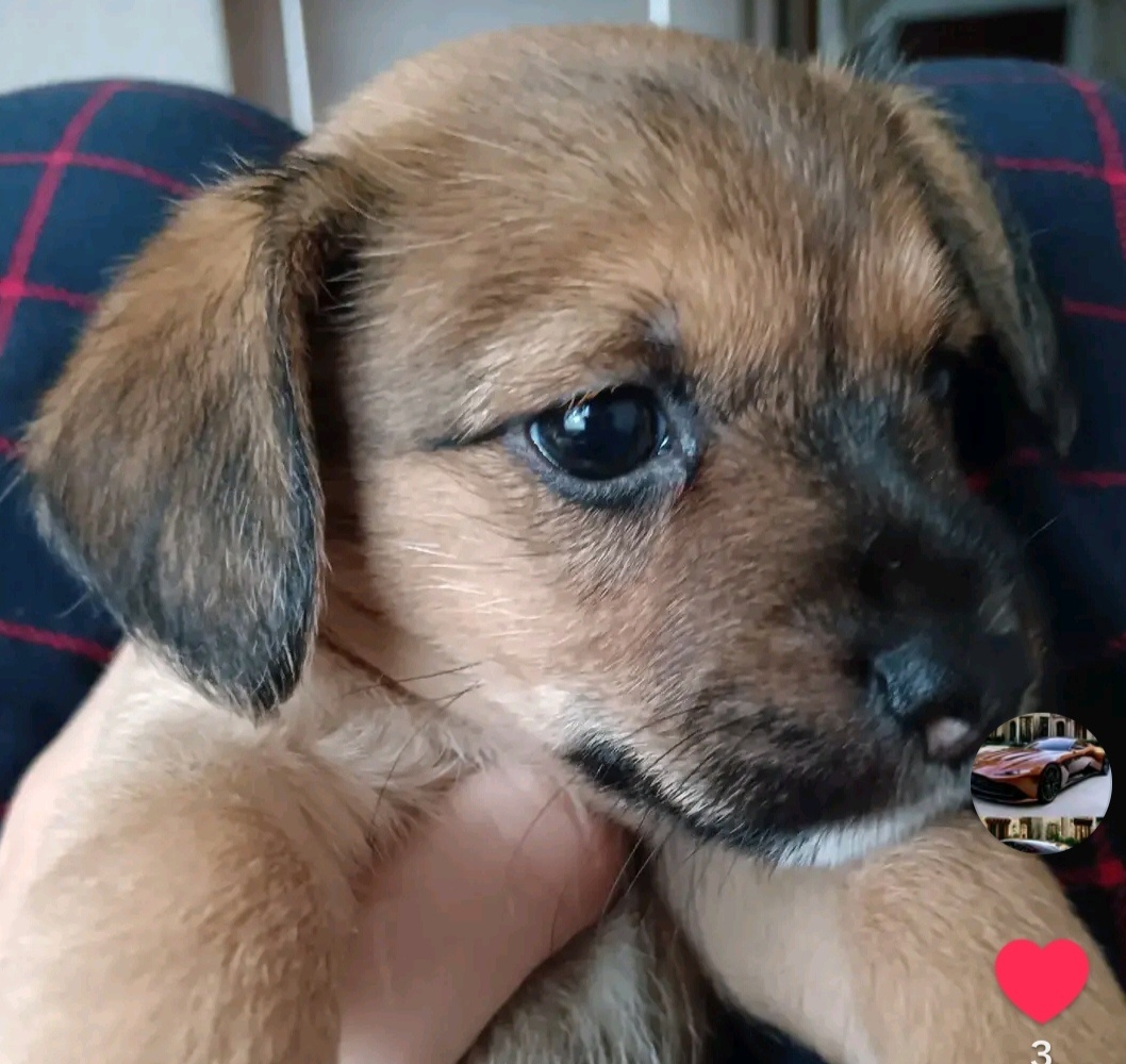 Fenka Yorkshire