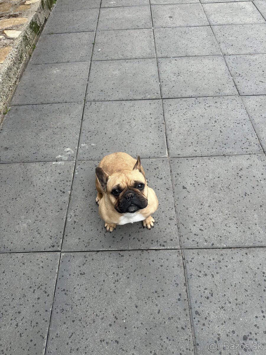 Francúzsky buldocek Faun