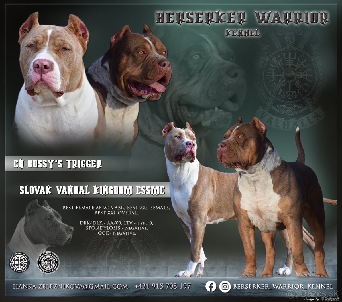 American bully XL/XXL s PP/stafford/pitbull/cane corso