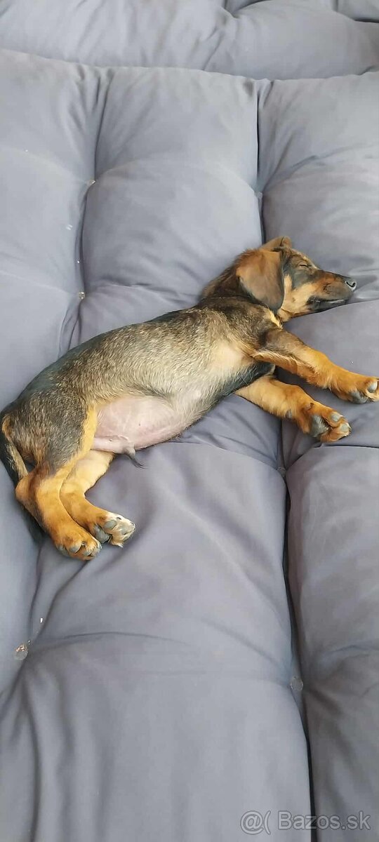 JAZVEČÍK hrubosrsty - 3 mes. šteňa