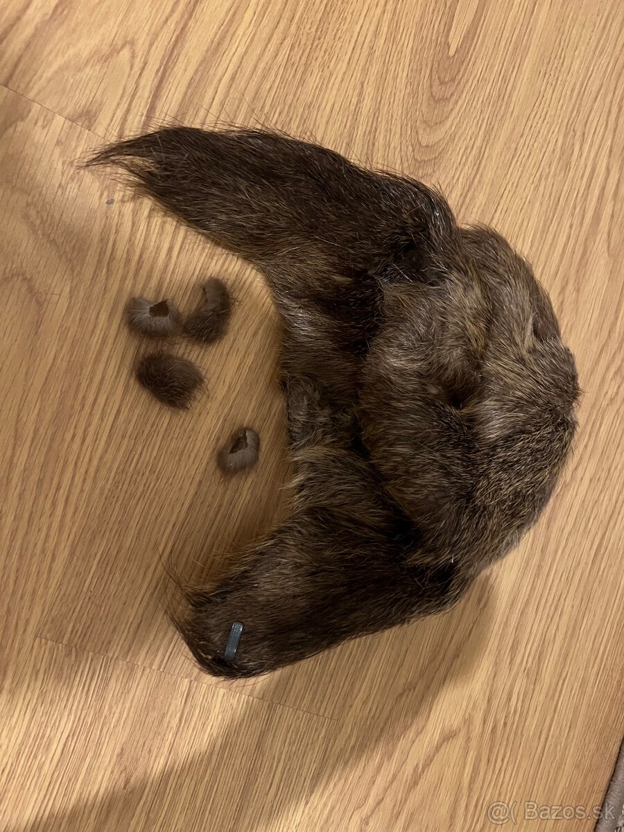 Baranica kožušina kožušinova ciapka práva kožušina líška asi