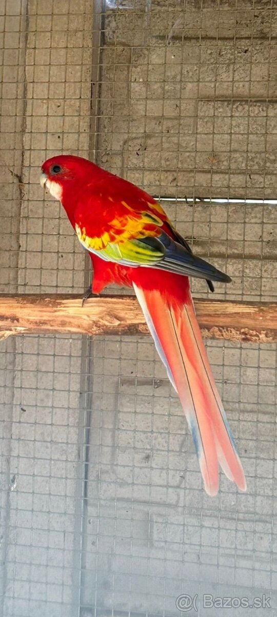 Rozela pestrá Golden gold Opalin / modrý Opalin/ Dopyt