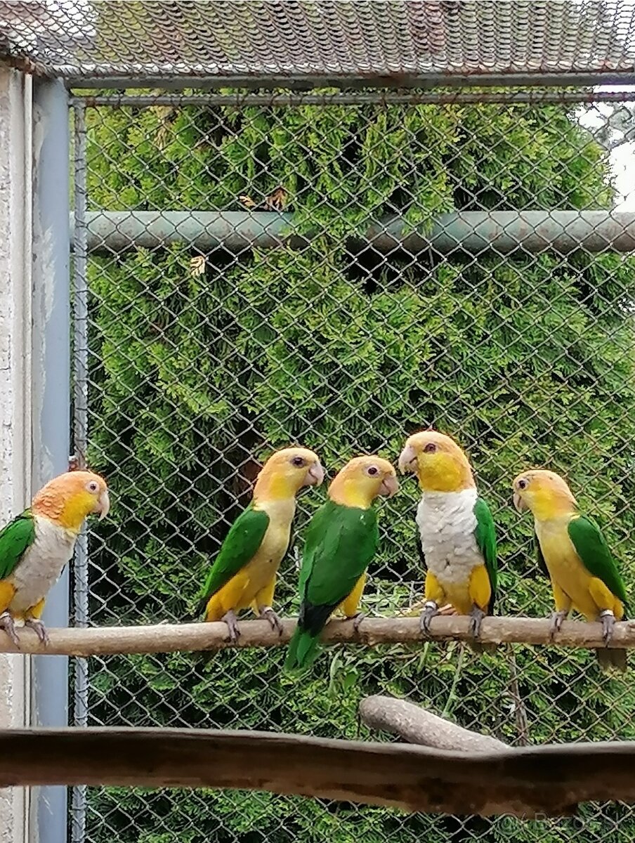 Amazonik bielobruchy