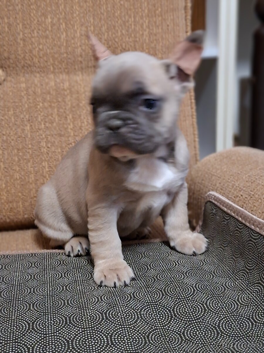 Francúzsky buldoček modry fawn, modrý