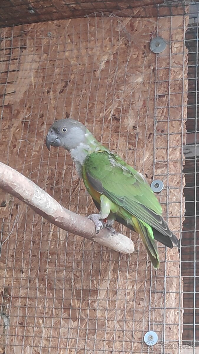 Papagáj Senegalský
