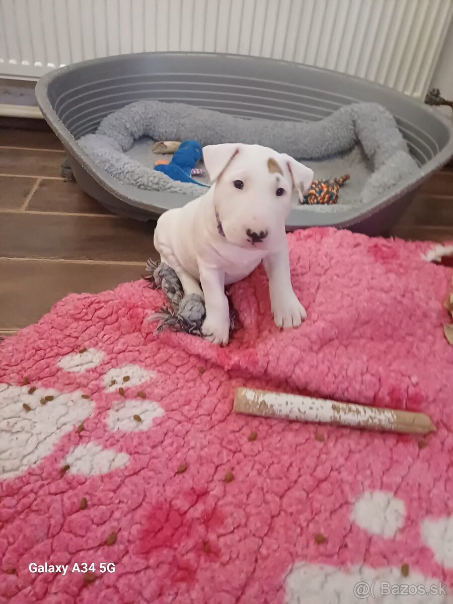 Bullterrier/Bulterier