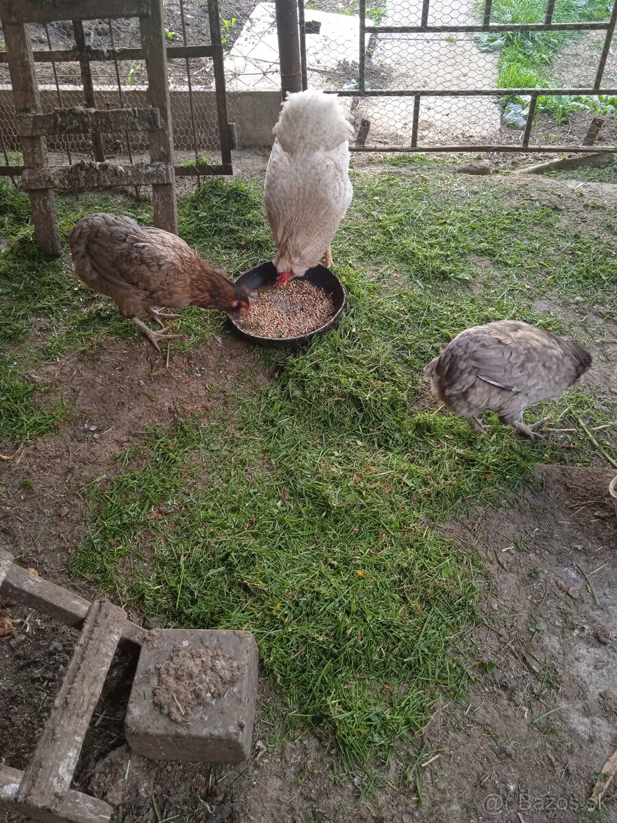 Araucana