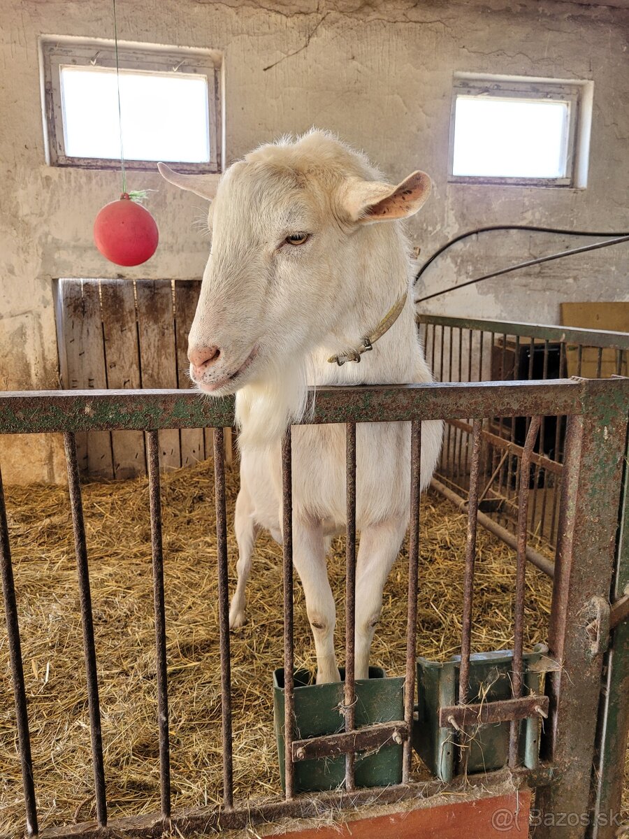 Vymením bieleho capa