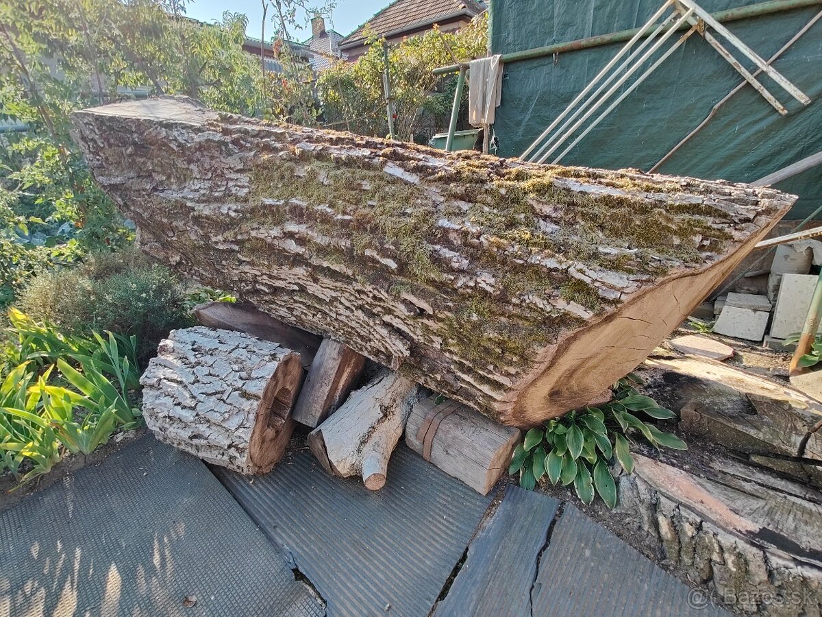 Orechový kmeň