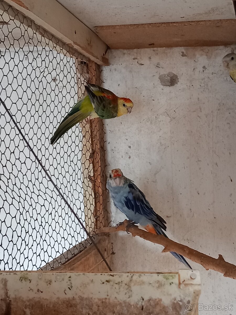 Rozela,agapornis, spevavý