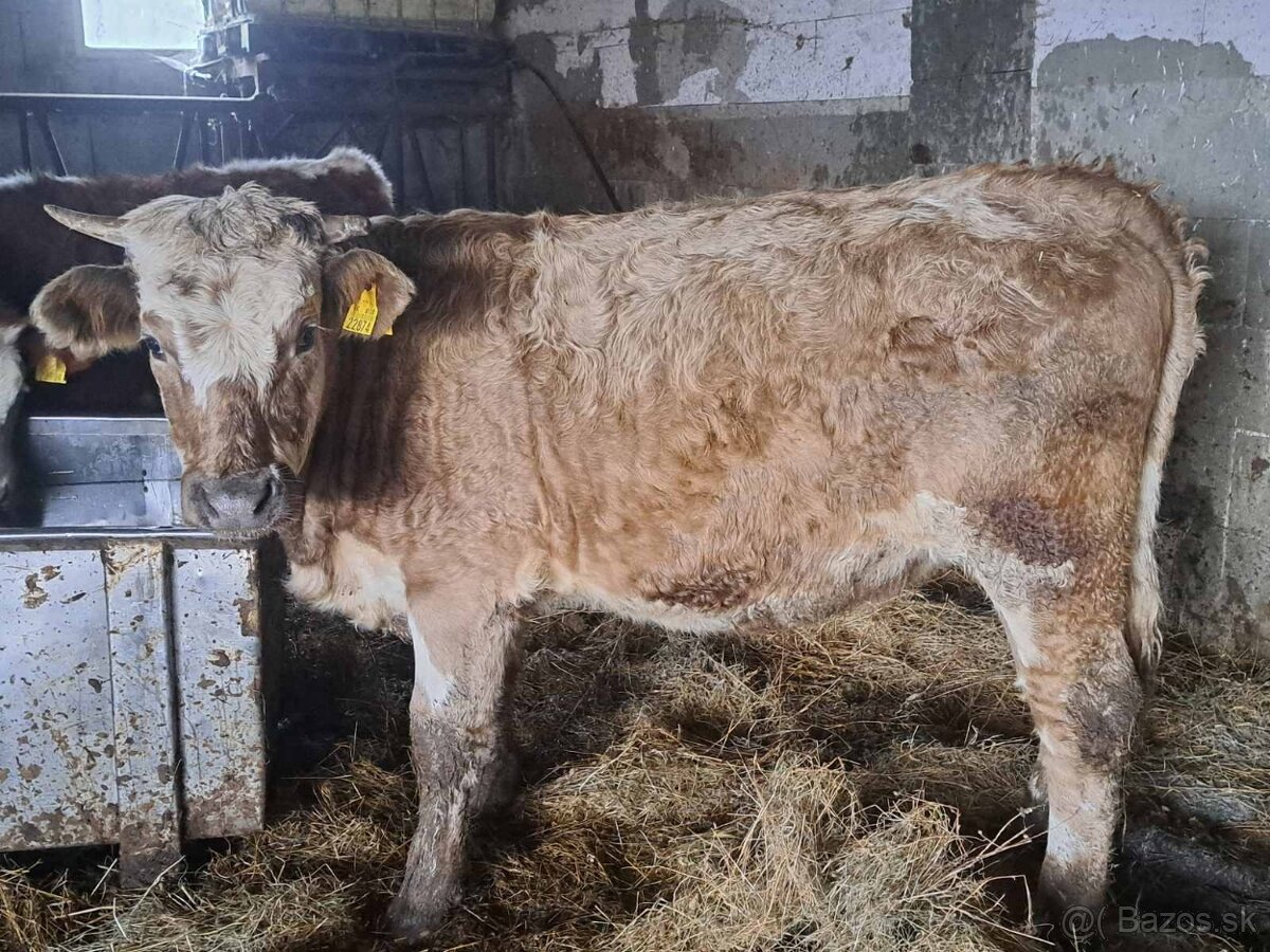 Predam telnu jalovicu