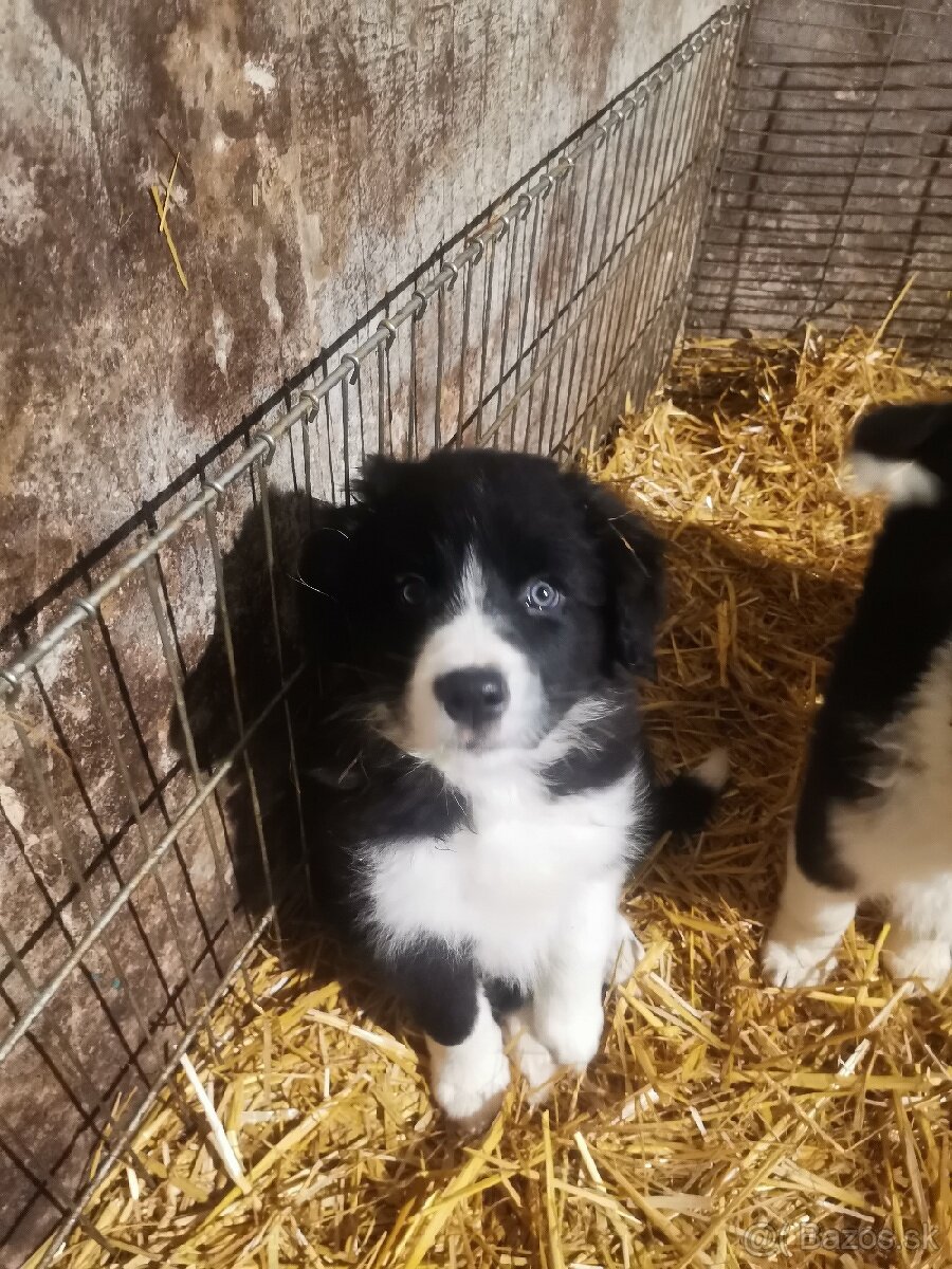 Border kólia šteniatka