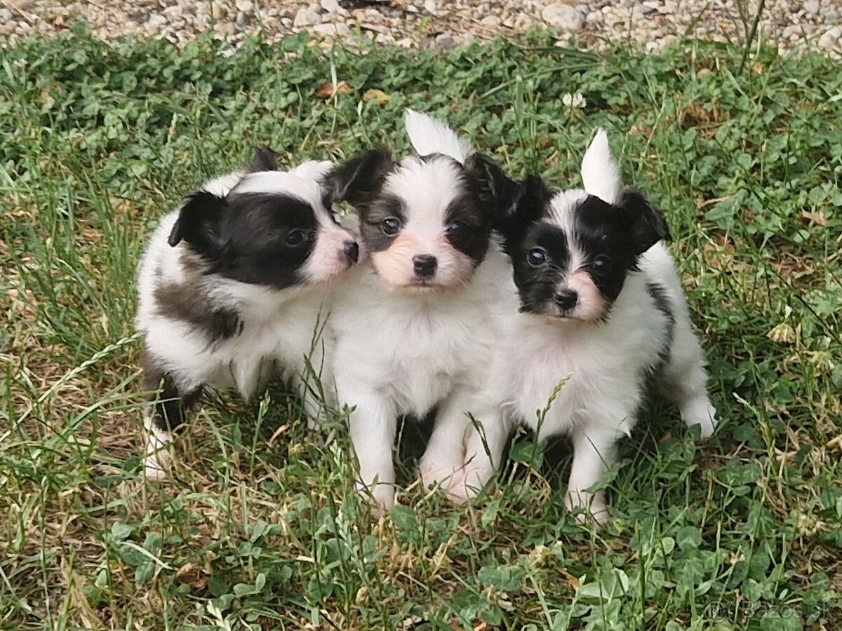 Papillon