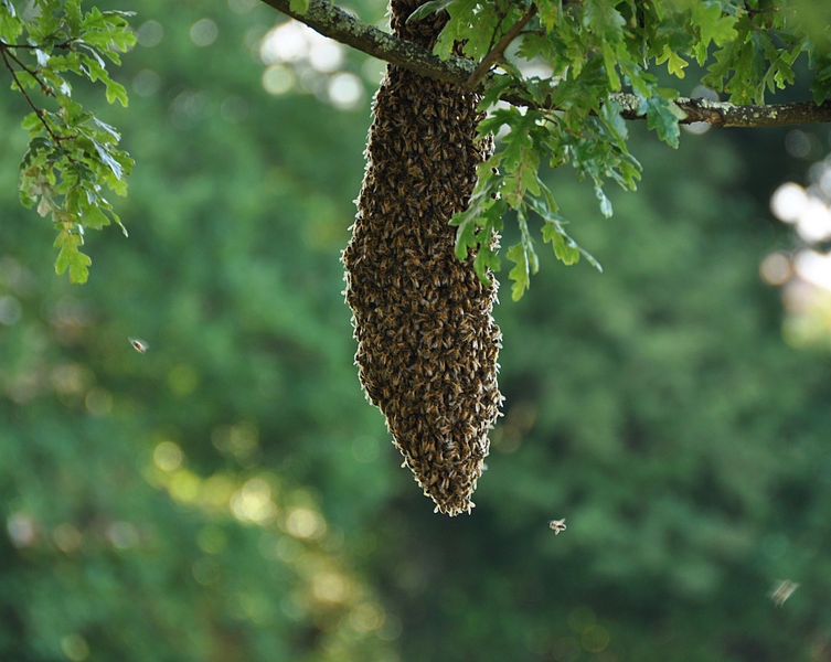 odchyt roja včiel