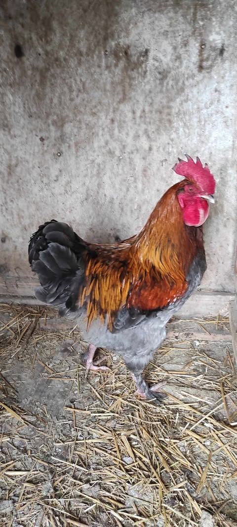 Kohút Marans