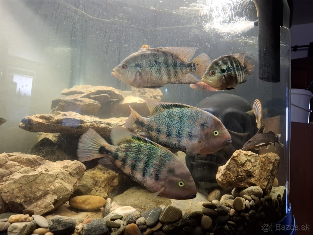 Cichlazoma Americka