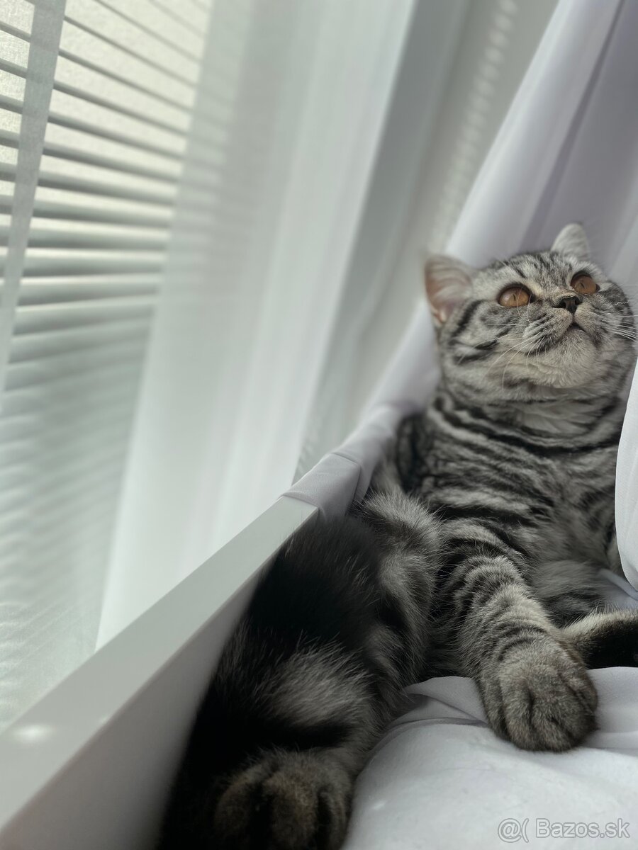 Britska modra whiskas