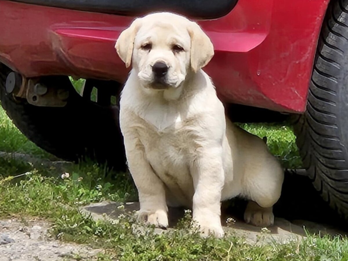 Labrador s PP