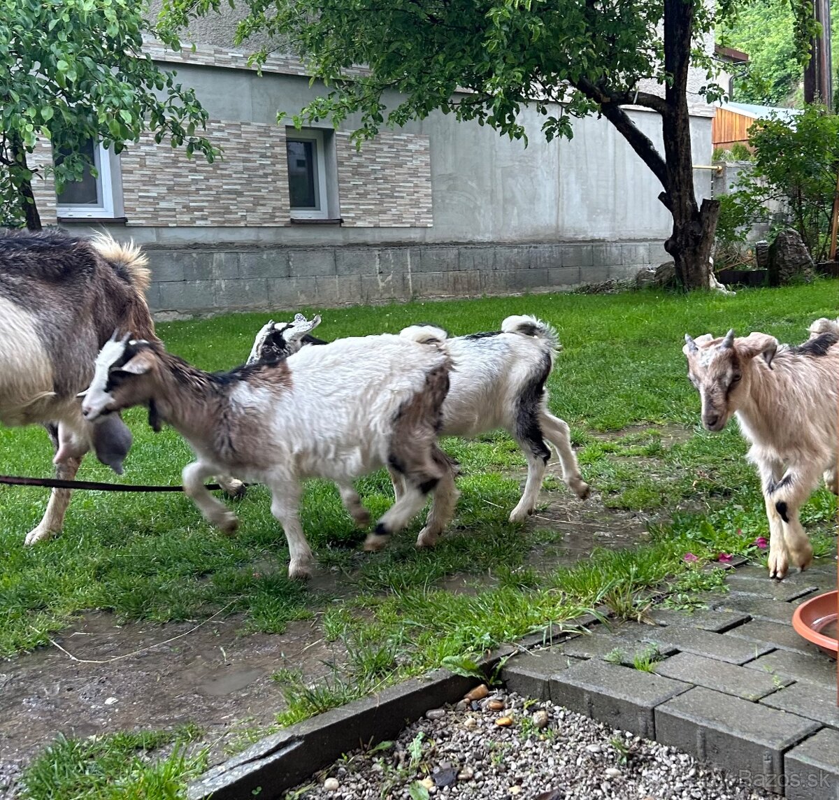 Predám 2 kozičky