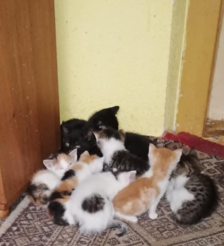 Darujem mačiatka