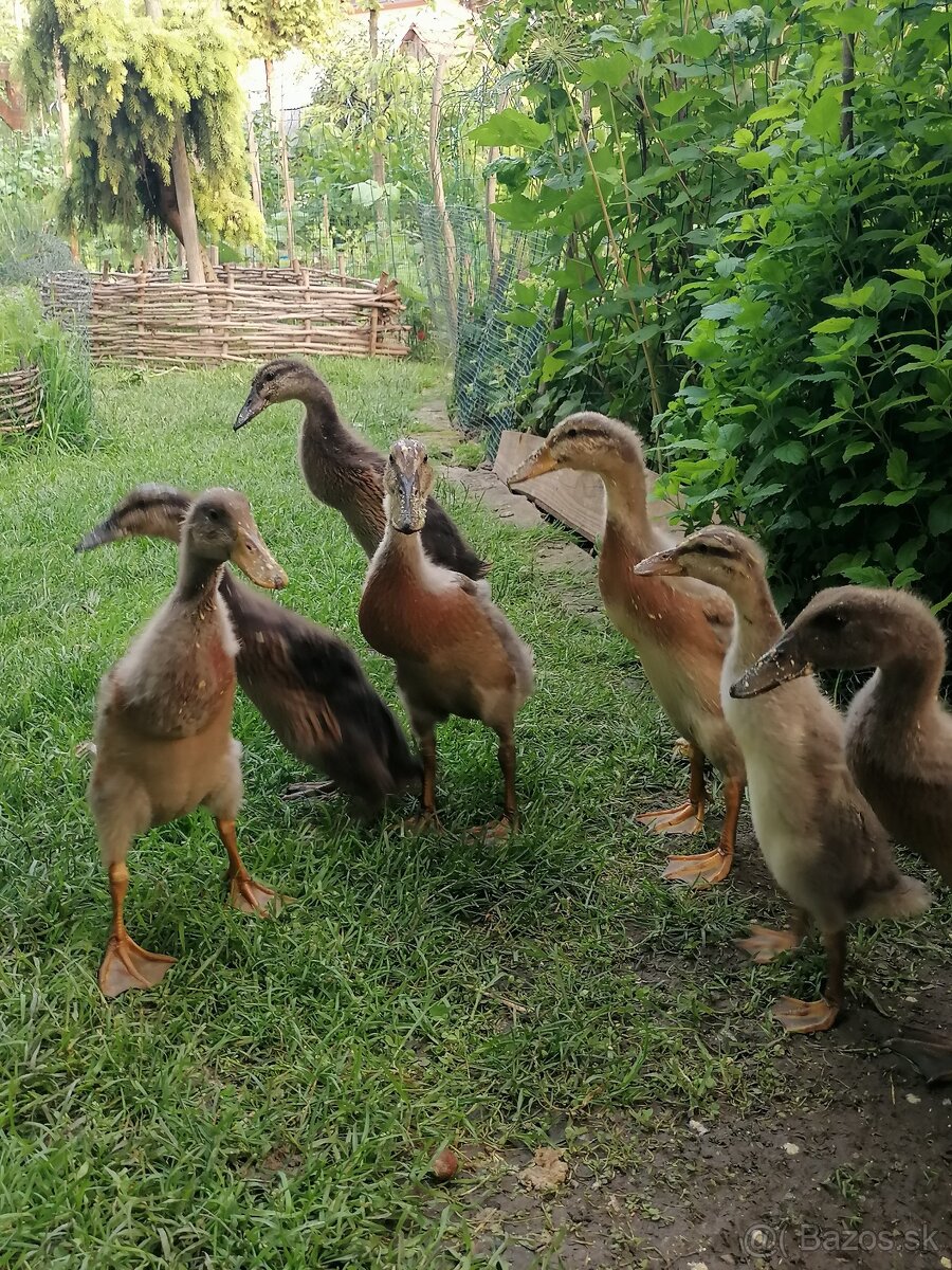 Indický bežec