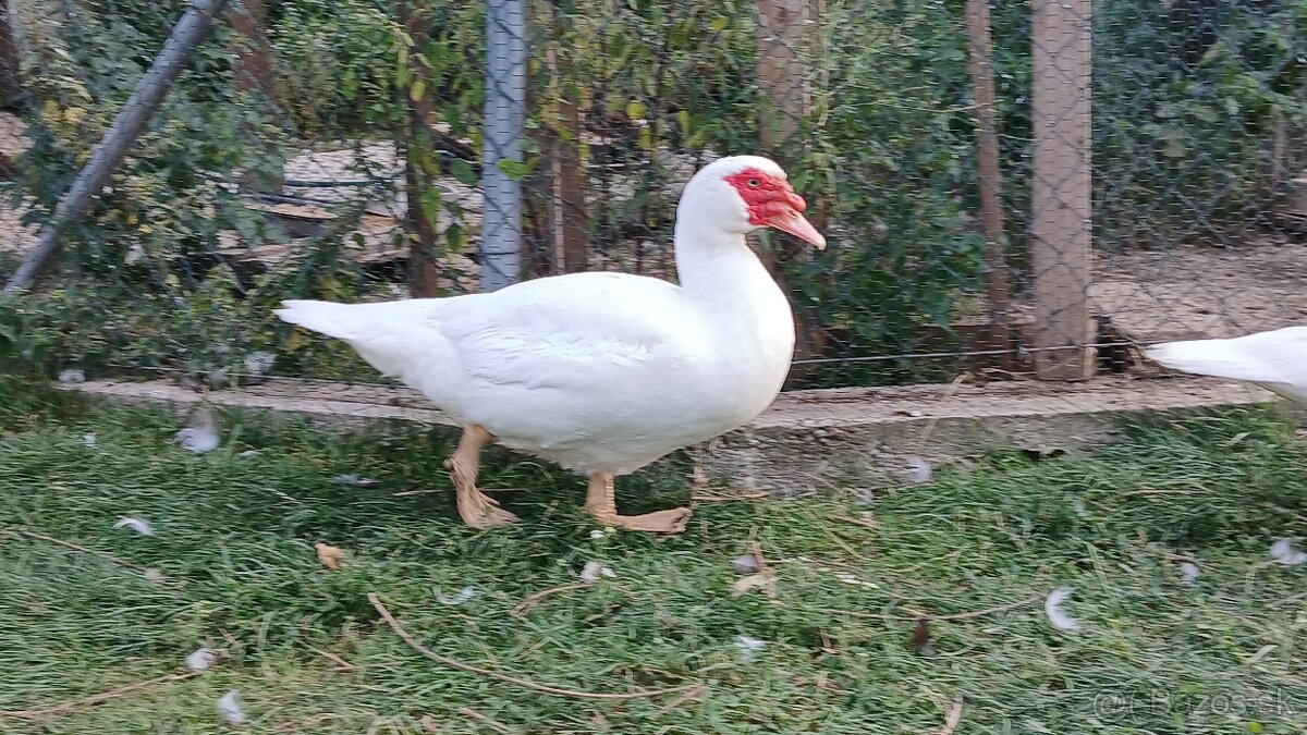 Kačky pižmovky