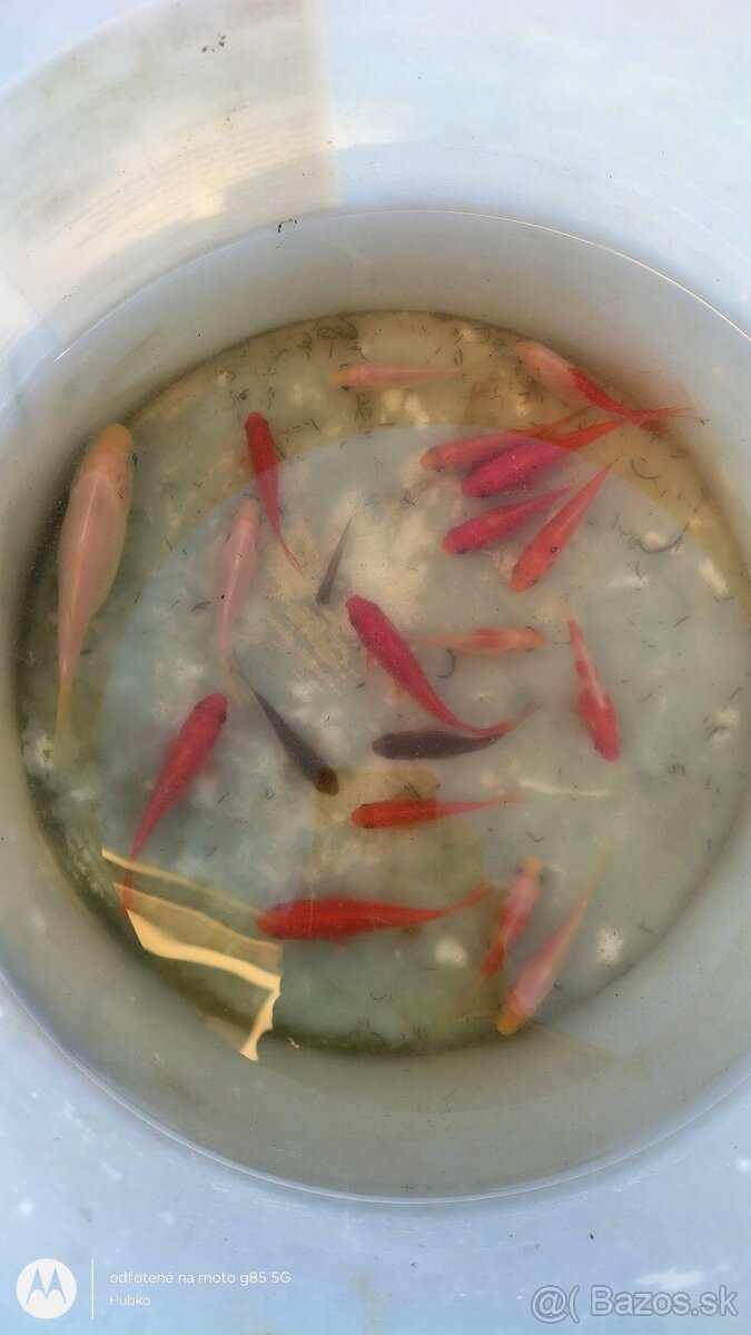 Karas zlatý, rôzne varianty, dobrá cena