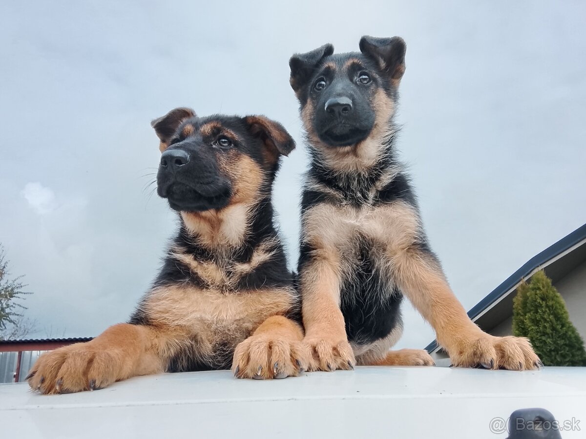 Šteniatka nemecký ovčiak