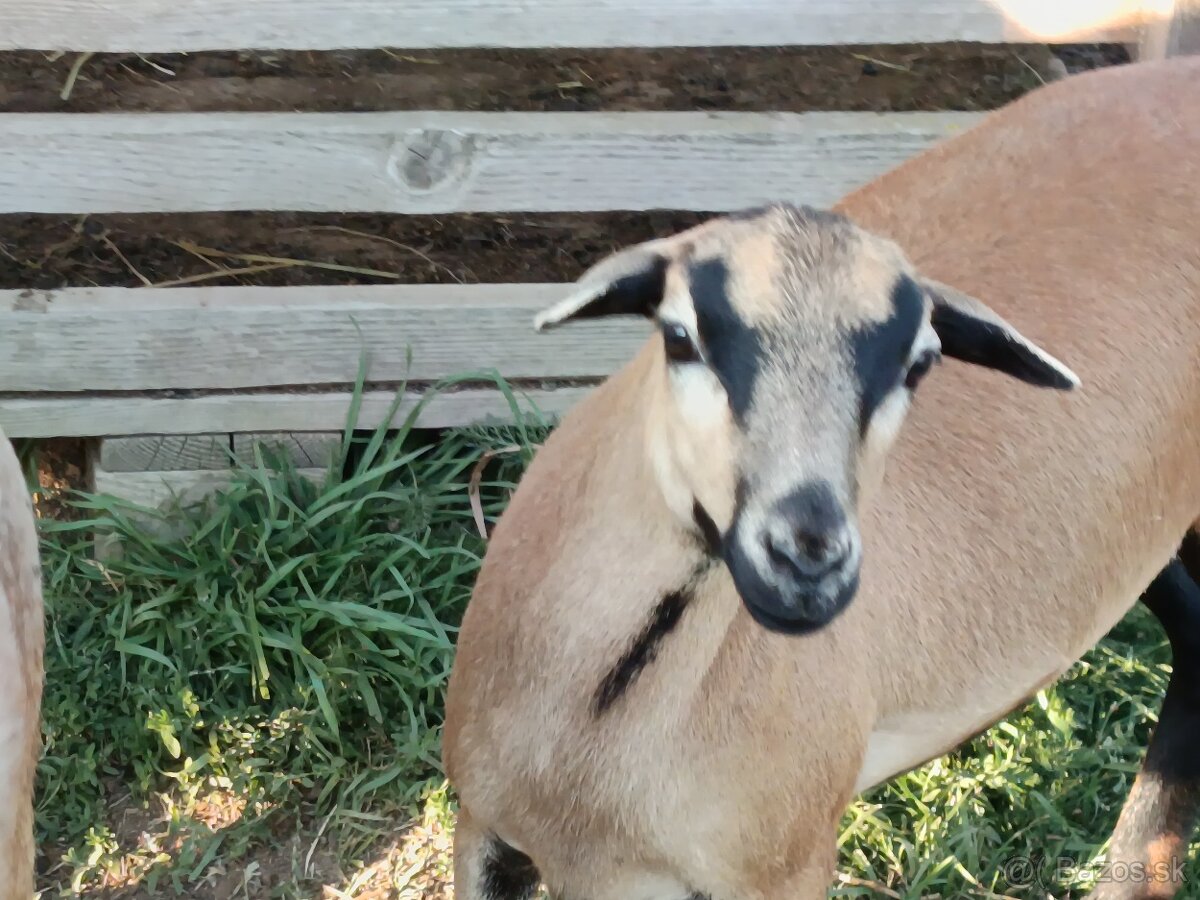 Predám ovečku ovce kamerunskej