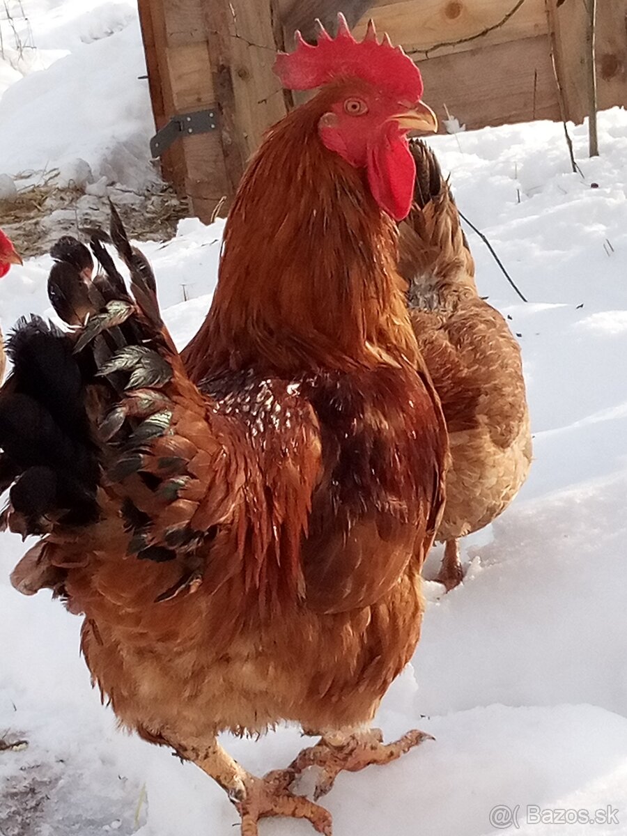 Kalimero red násadové v.