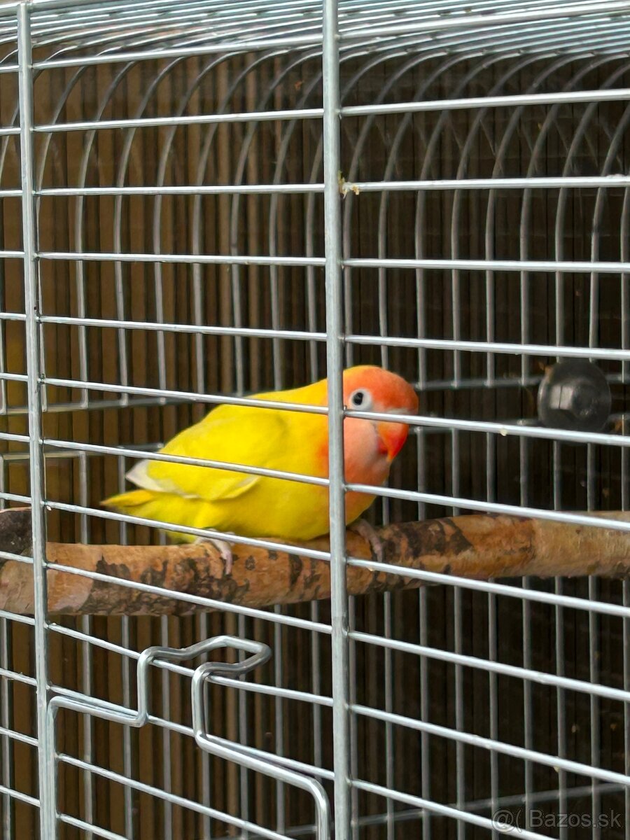 Agapornis Hnedohlavý