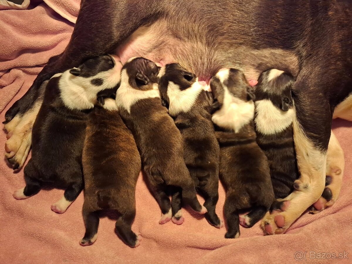 Boston,Bostonský teriér,Boston Terrier s PP