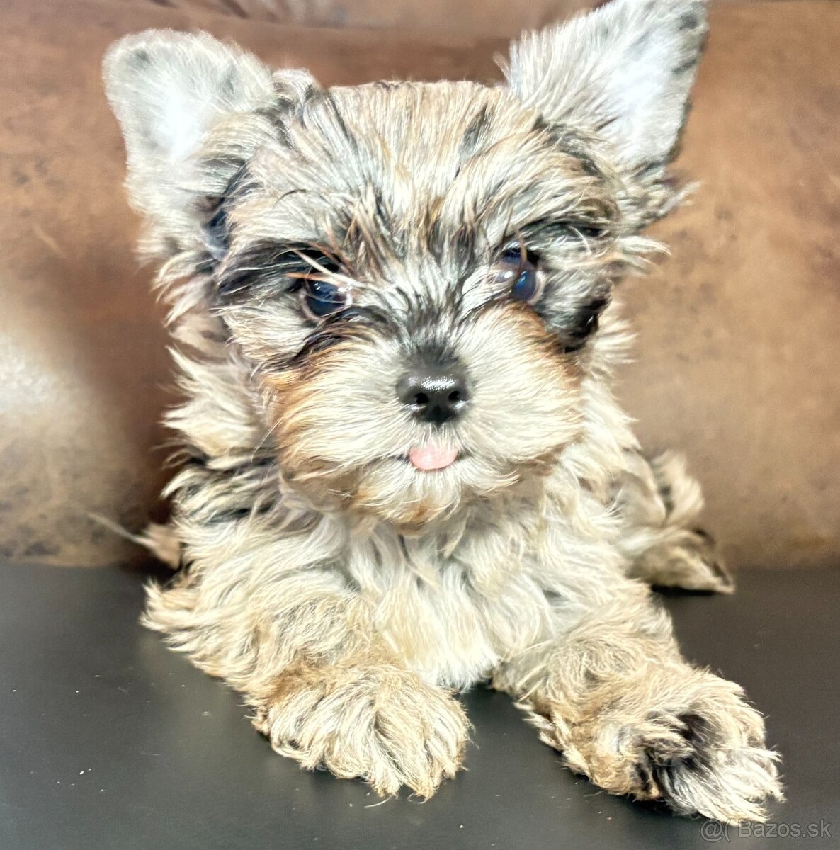 Yorkshire Terrier s PP