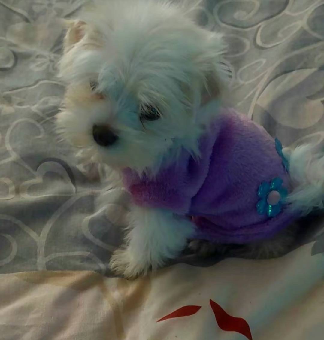 Mini Maltezak