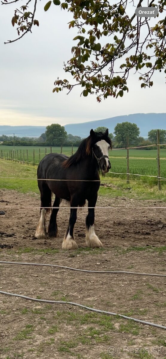 Irsky cob
