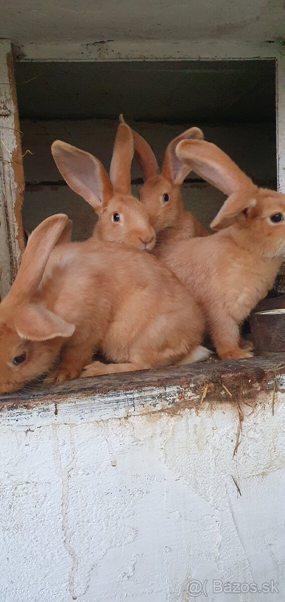 Burgundský králik, králik, zajac, zajace, králiky