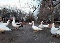 predám čínske kačky a káčerov