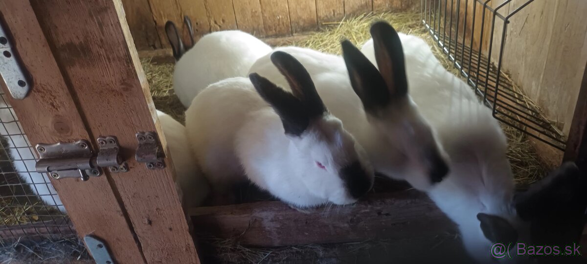 Predám králiky kalif.