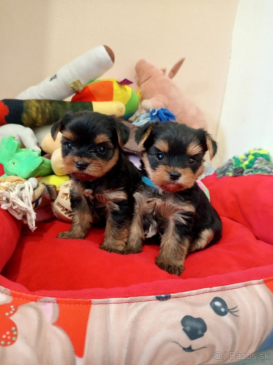 Yorkshire terrier, york - šteniatka s PP (preukazom pôvodu)