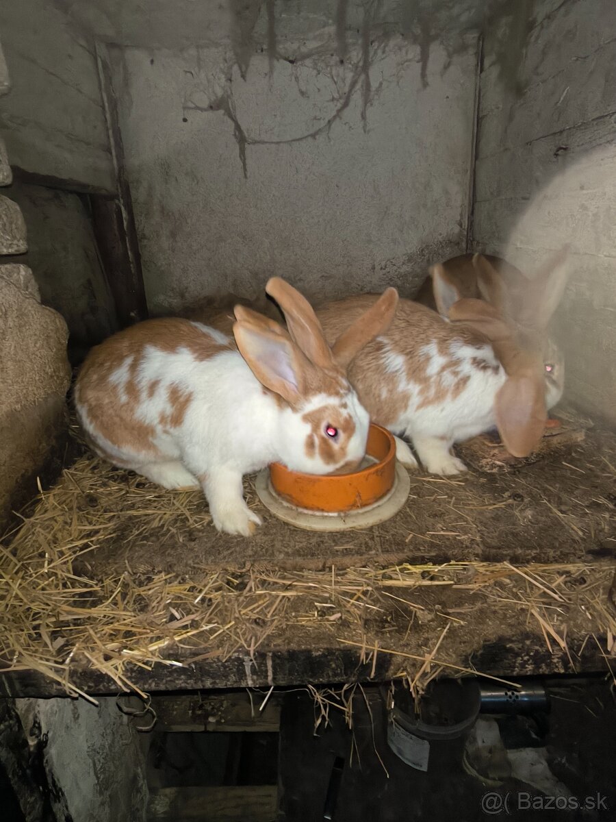 Predám chovné zajace
