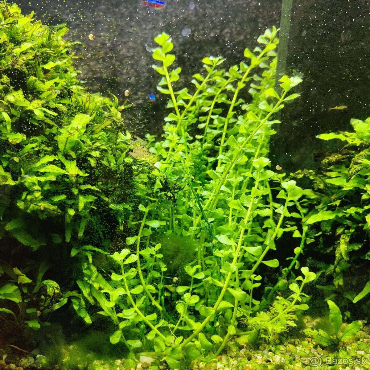 Akvarijne rastliny Bacopa monnieri