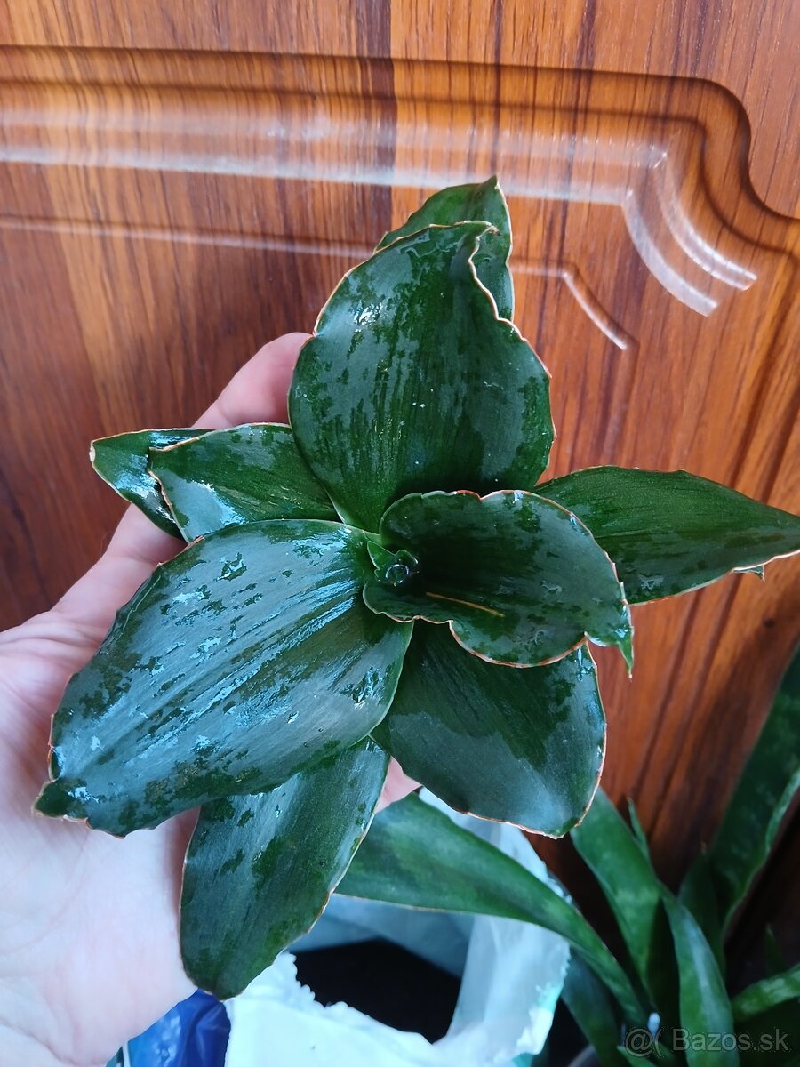 Sansevieria Star Rose