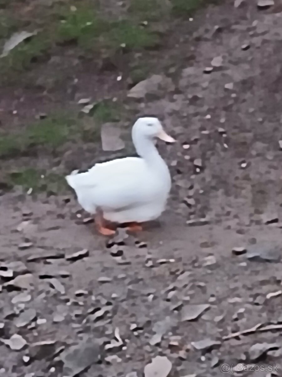 Aylesbursky káčer