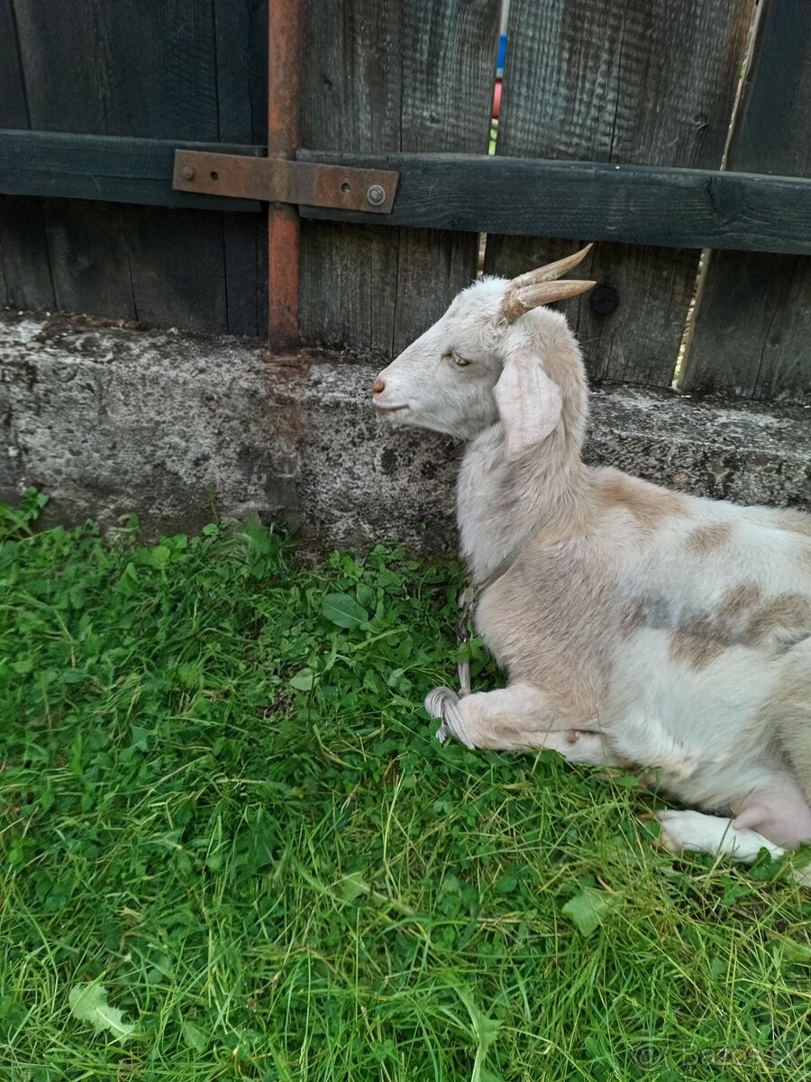 Predám kozu a capov
