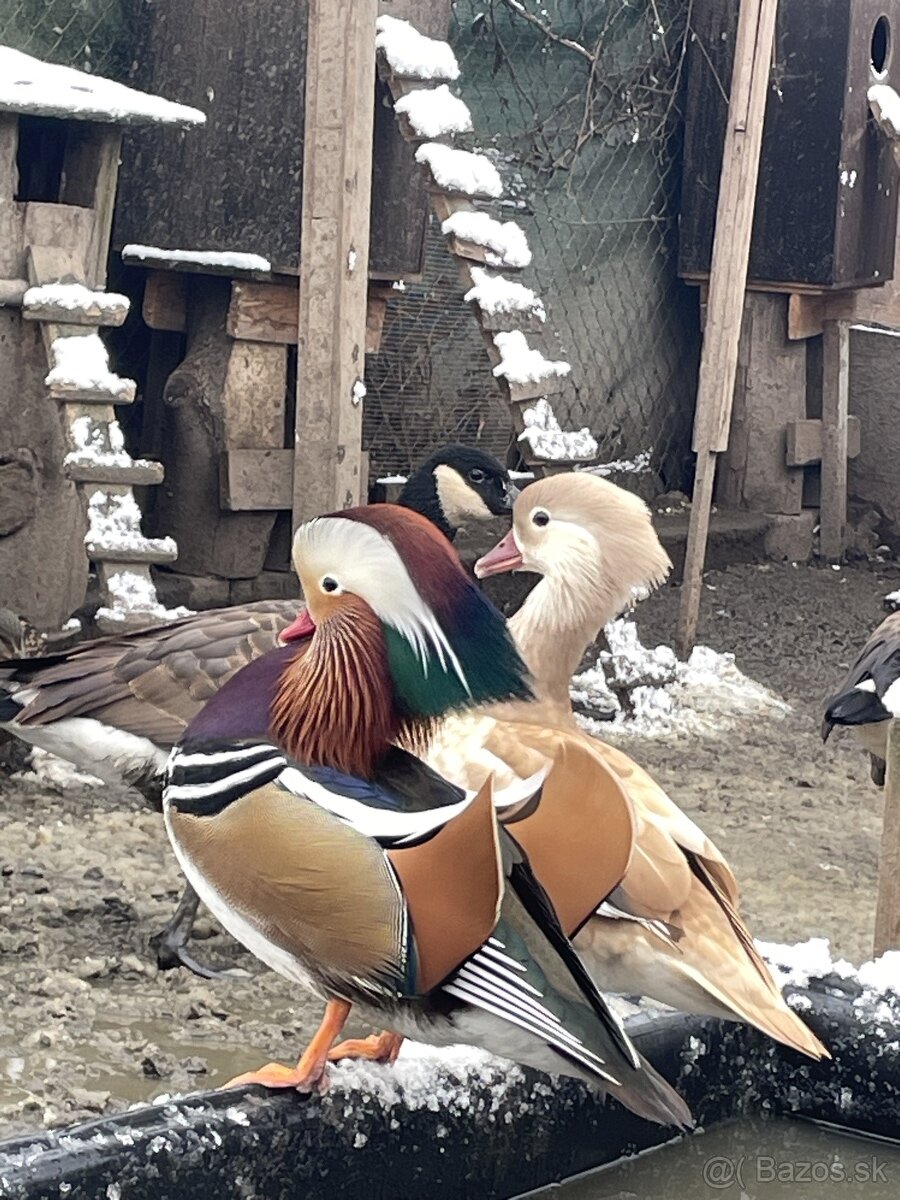 kačica mandarinska