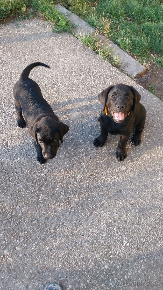 Labrador s PP čierne šteniatka